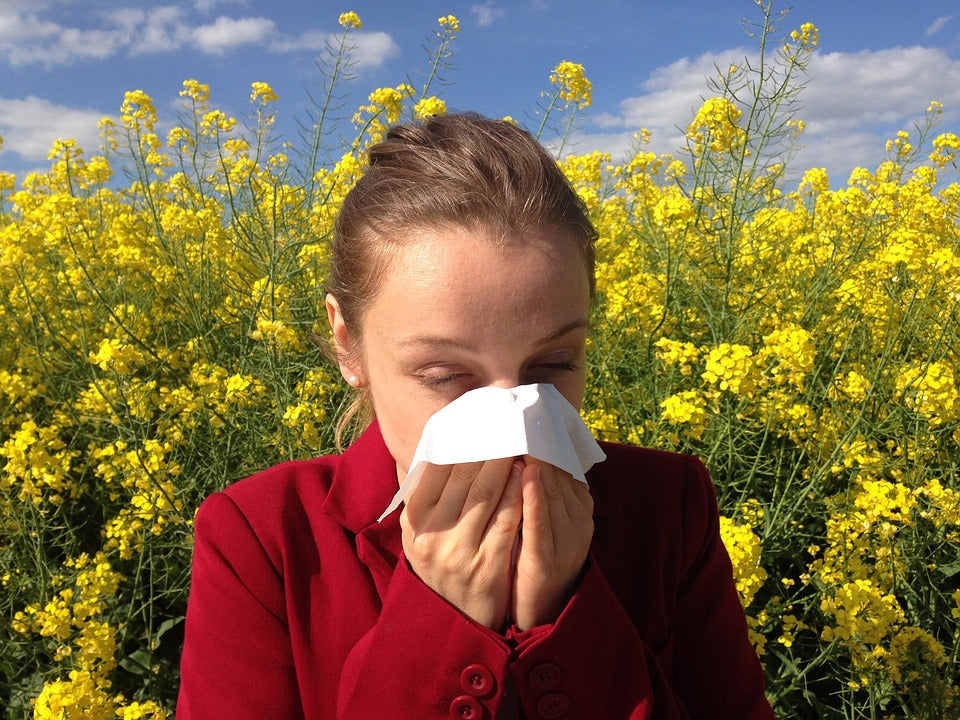 Reishi und Mandelpilz – Linderung für Allergiker